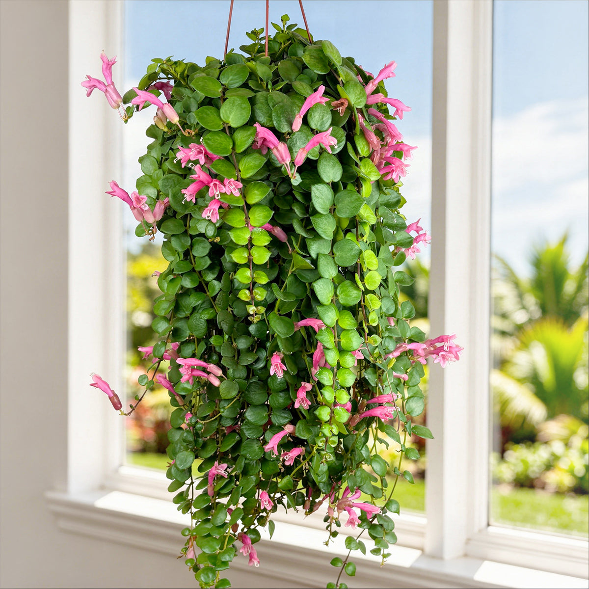 lipstick plant pot Pink Lipstick Plant For Sale – Logee's Plants