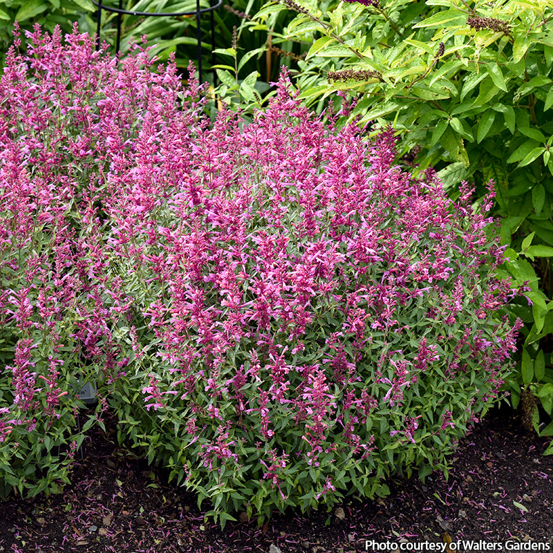 Agastache Rosie Posie