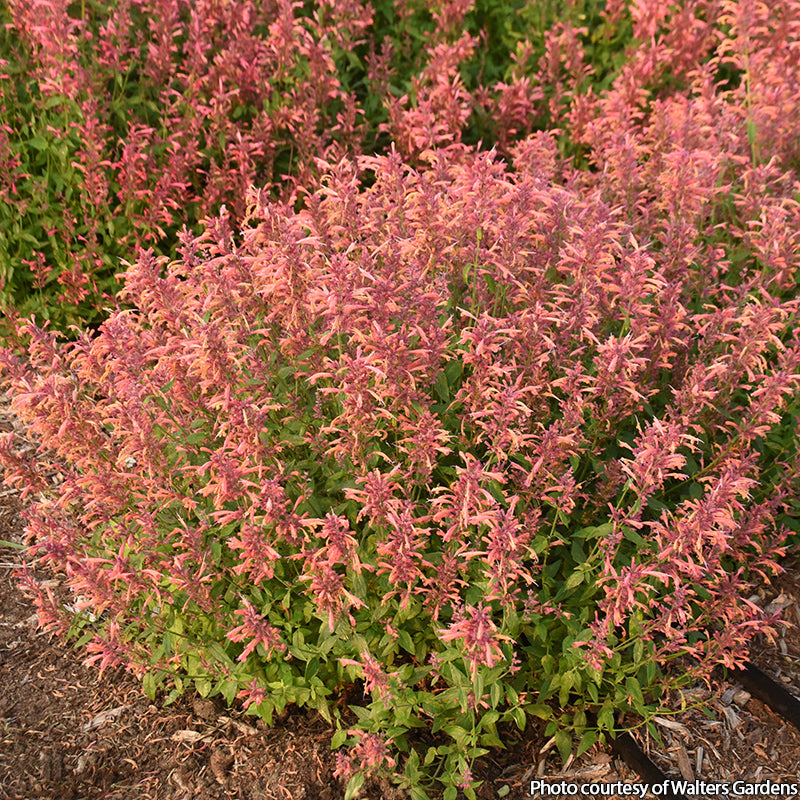 Agastache Guava Lava