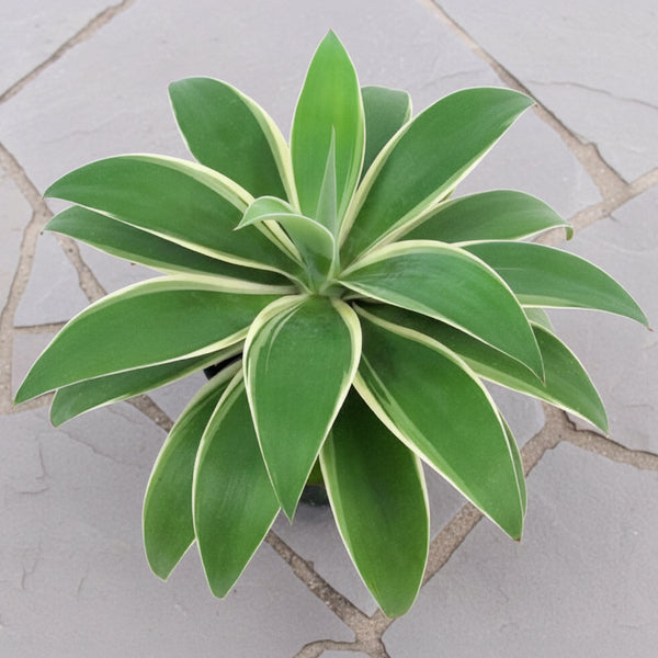 Agave 'Ray of Light' PP For Sale – Logee's Plants