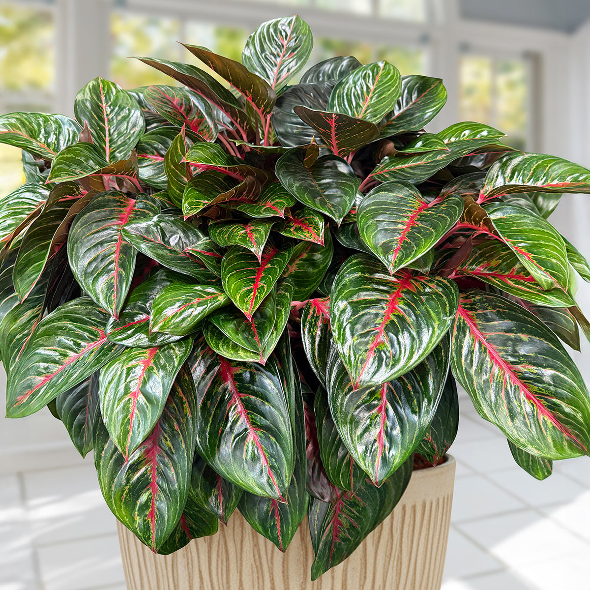 Aglaonema 'Garnet Coltrane'