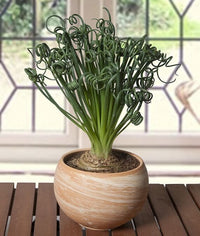 Albuca-Frizzle-Sizzle-Albuca-spiralis-570x673 (article-albuca-frizzle-sizzle)