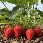 Strawberry 'Allstar' berry plants for sale