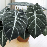 Alocasia-Black-Velvet-Alocasia-reginula-plants-for-the-office-600x600 (best-office-plants)