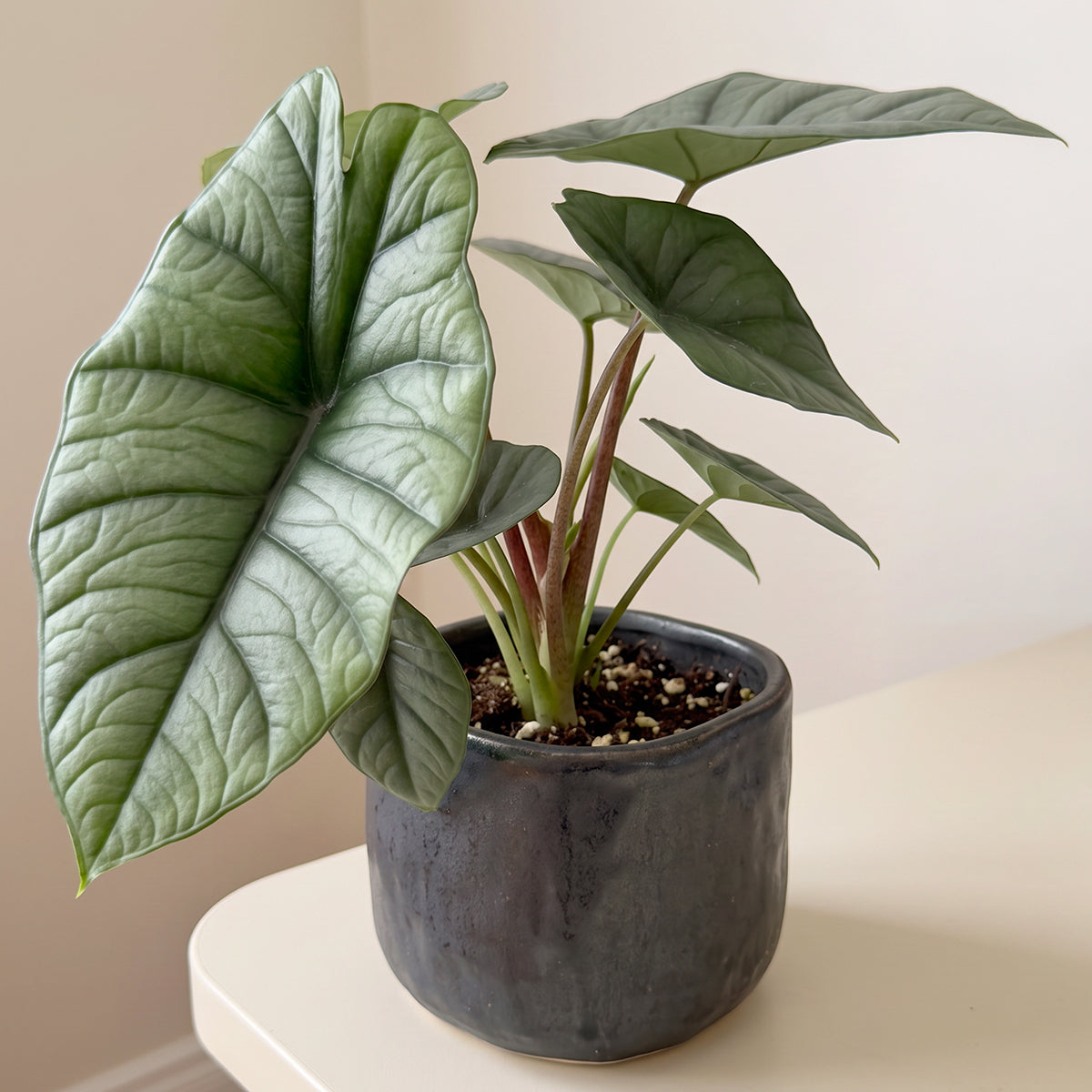 Alocasia 'Bisma Platinum' plant with glossy metallic silver green leaves