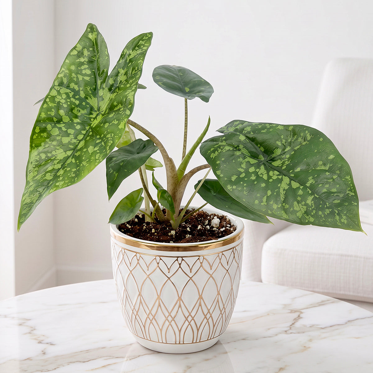 Alocasia Shattered Glass with light mosaic patterning on the leaves