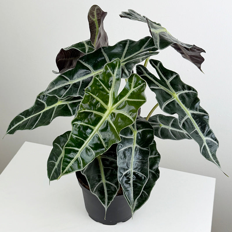 Alocasia 'Polly' plants for sale