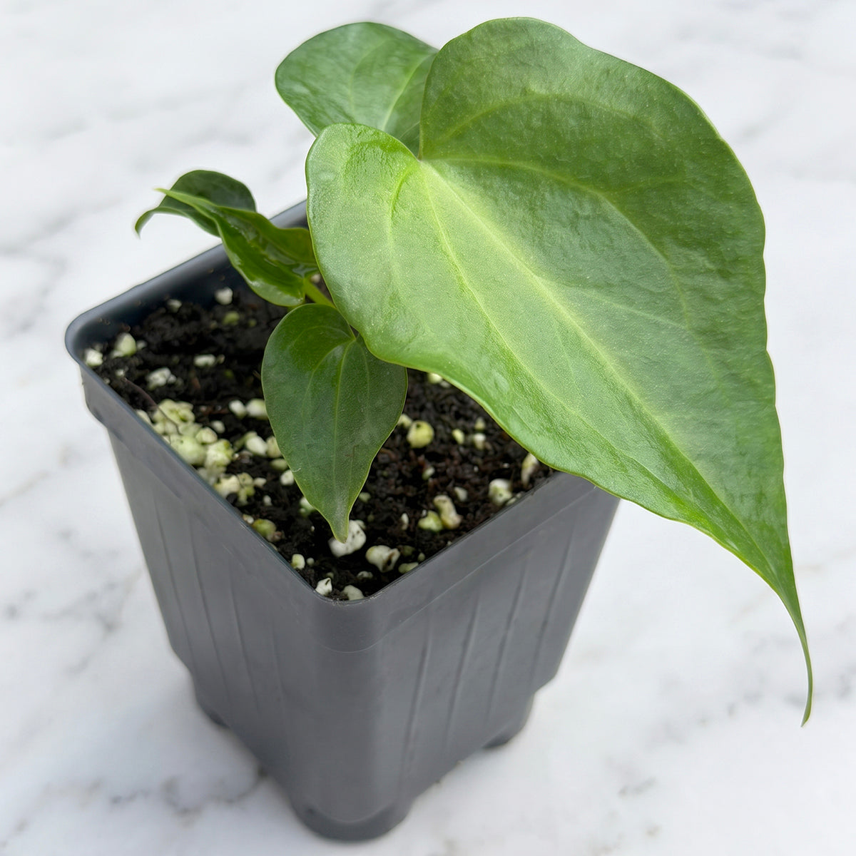 Anthurium Anthurium 'clarinervium x pedatoradiatum' for Sale