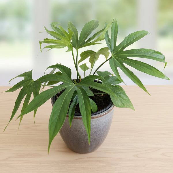 anthurium grande Anthurium 'Fingers' for Sale – Logee's Plants