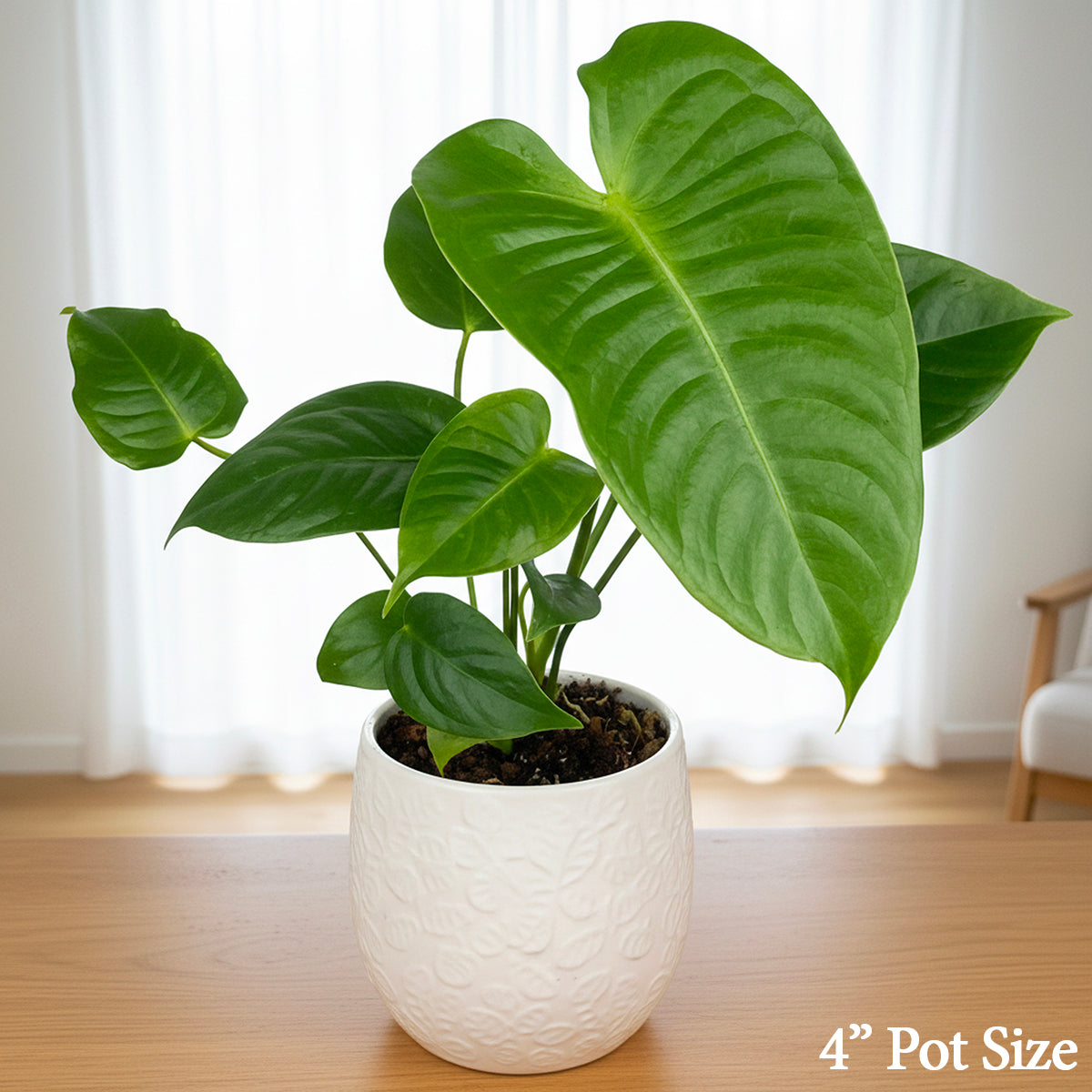 King Anthurium (Anthurium veitchii) for Sale – Logee's Plants