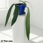 Anthurium wendlingeri (Anthurium wendlingeri)