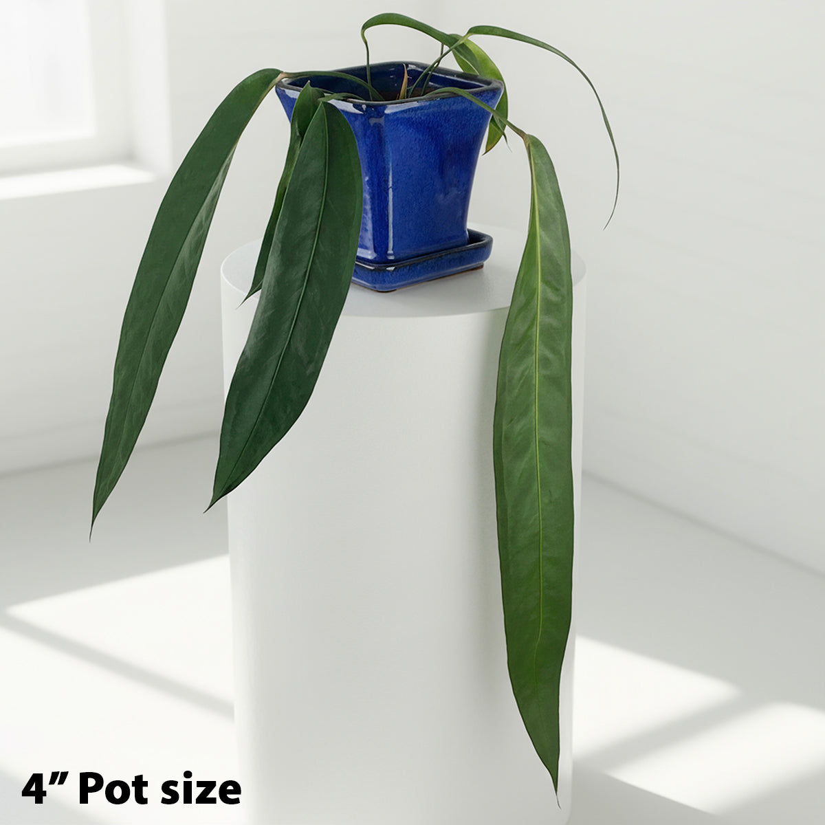 Anthurium wendlingeri (Anthurium wendlingeri)