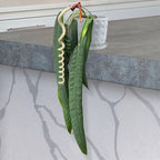 anthurium wendlingeri for sale Anthurium wendlingeri For Sale – Logee's Plants