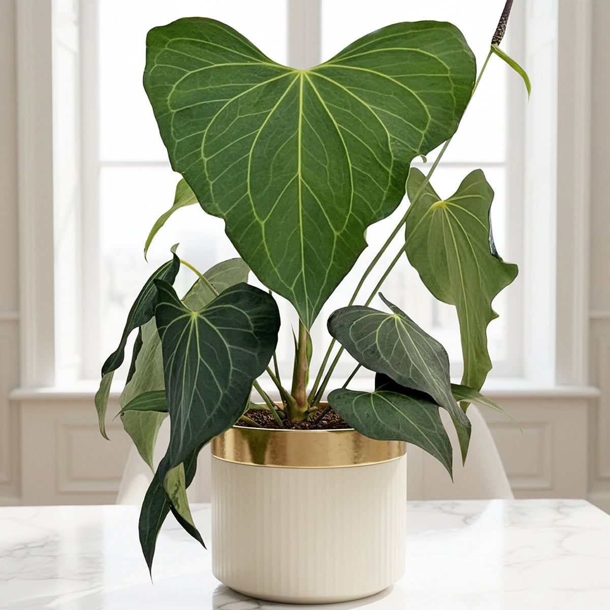 Anthurium 'Delta Force' for Sale – Logee's Plants