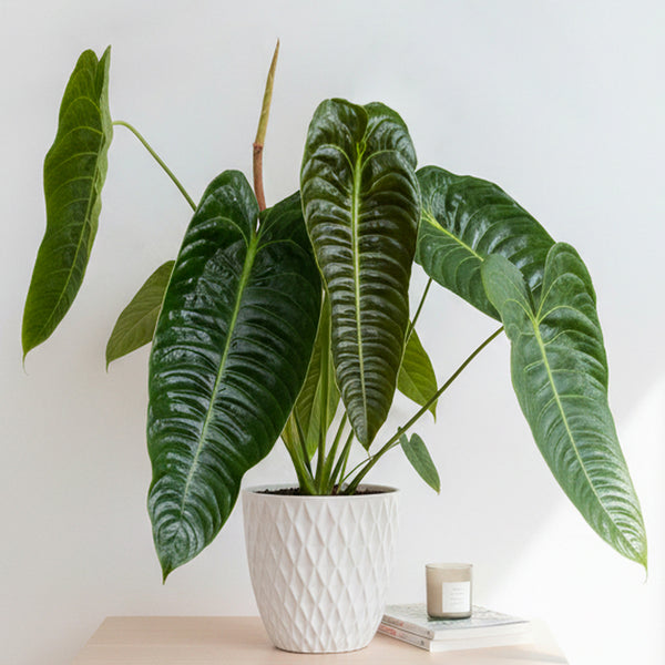 King Anthurium (Anthurium veitchii) for Sale – Logee's Plants