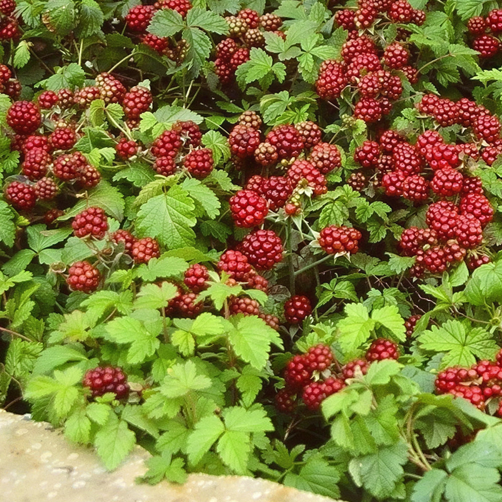 Arctic Raspberry Plant Set ‘Beta’ & ‘Sophia’ For Sale – Logee's Plants