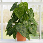 Aristolochia plant with large glossy heart-shaped leaves with light veins