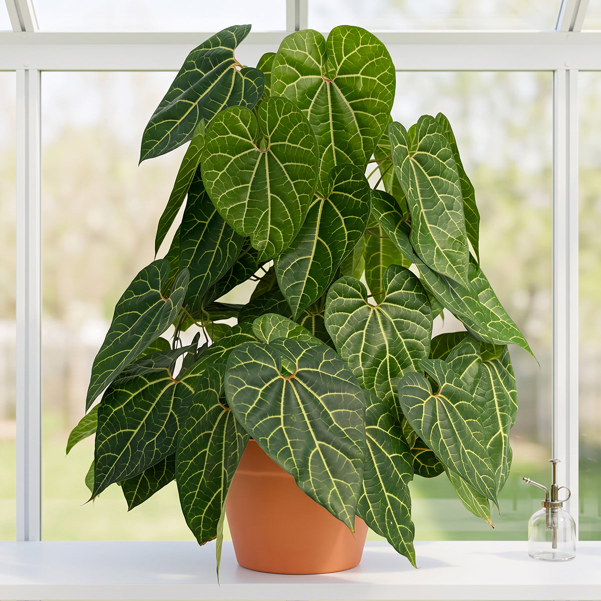 Aristolochia plant with large glossy heart-shaped leaves with light veins