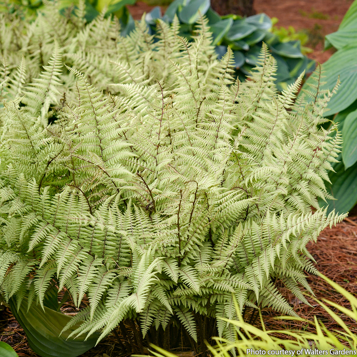 Ghost Fern - potted plant for sale