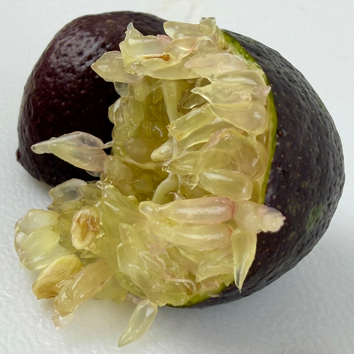 Australian Red Lime cut in half with juice vesicles emerging from the fruit