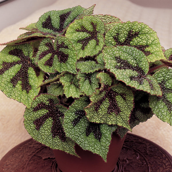 Begonia 'Iron Cross' (Begonia masoniana)