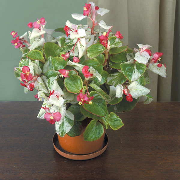 Begonia ‘Calla Lily’ (Begonia fibrous hybrid)