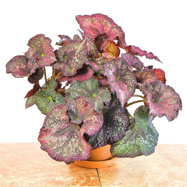 Begonia ‘Purple Curly Stardust’ (Begonia rex hybrid)