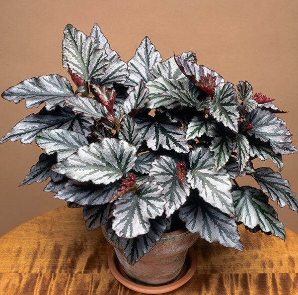 Begonia ‘Kismet’ (Begonia fibrous hybrid)