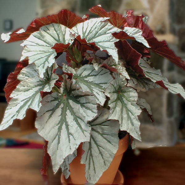 Begonia ‘Looking Glass’ (Begonia fibrous hybrid)