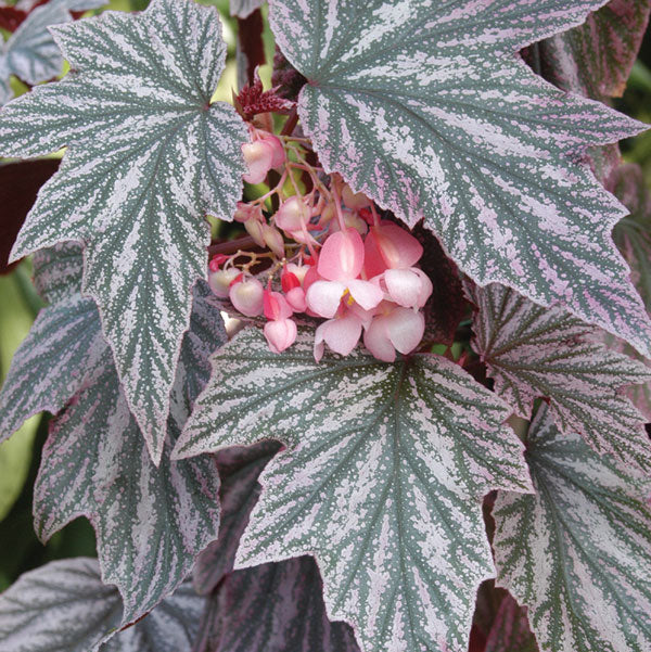 Begonia ‘Pink Minx’ (Begonia fibrous hybrid)