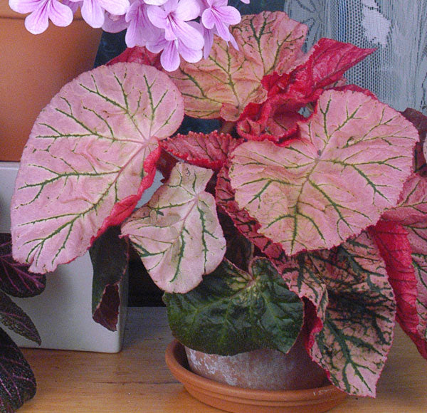 Begonia ‘Midnight Sun’ (Begonia rhizomatous hybrid)