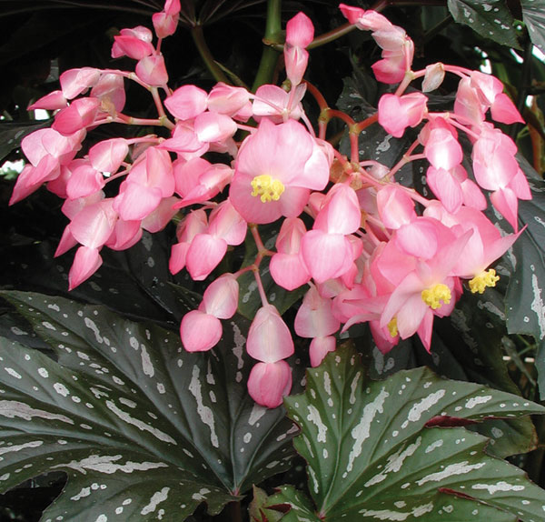 Begonia ‘Sophie Cecile’ (Begonia fibrous hybrid)