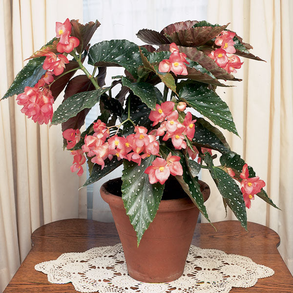 Begonia ‘Bubbles’ (Begonia fibrous hybrid)