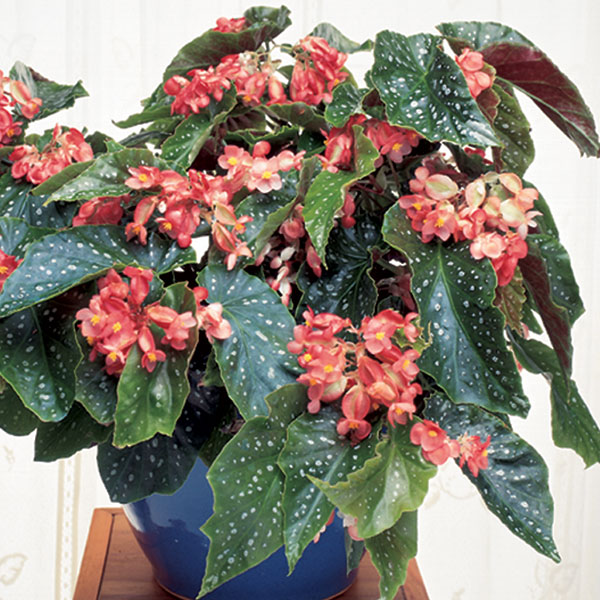 Begonia ‘Tom Ment’ (Begonia fibrous hybrid)
