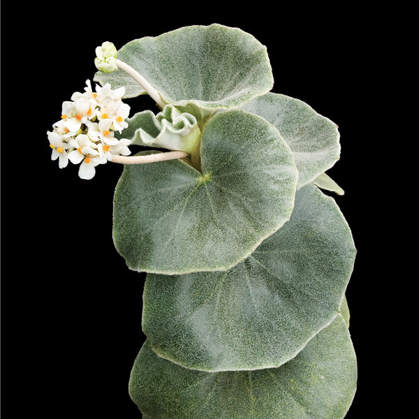 Begonia venosa plant with soft blue green leaves