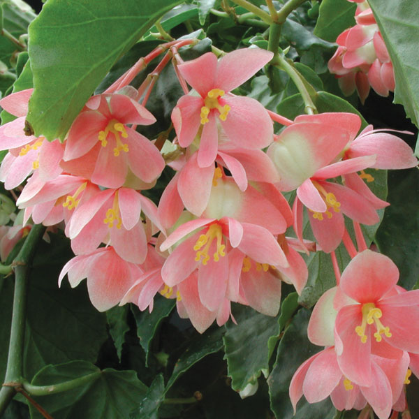 Begonia ‘Potpourri'’ (Begonia fibrous hybrid)