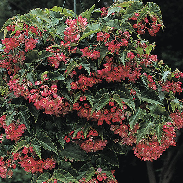Begonia ‘Tiny Gem’ (Begonia fibrous hybrid)