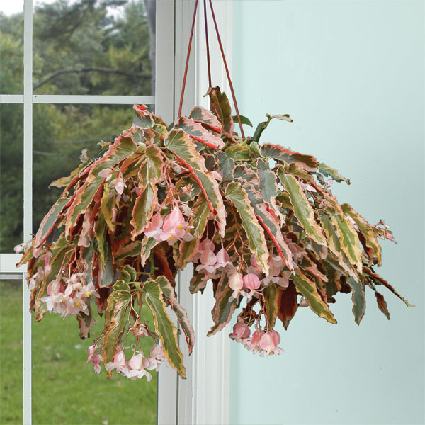 Begonia ‘Dainty Spray’ Sport (Begonia fibrous hybrid)
