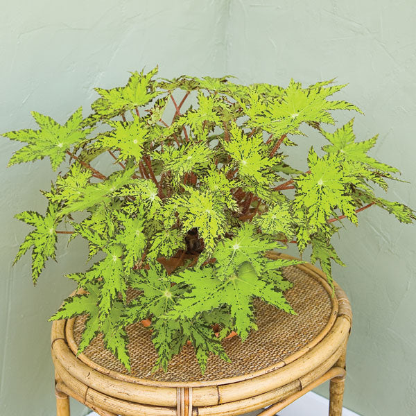 Begonia ‘Phoe‘s Cleo’ (Begonia rhizomatous hybrid)