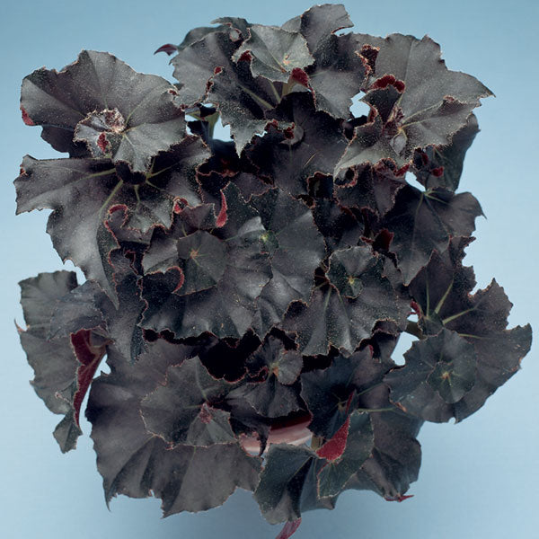 Begonia ‘Midnight Twist’ (Begonia rhizomatous hybrid)