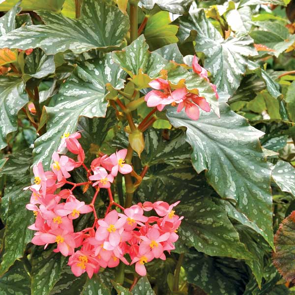 Begonia ‘Paper Snowflake’ (Begonia fibrous hybrid)