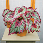Begonia ‘Ring of Fire’ (Begonia rex hybrid)