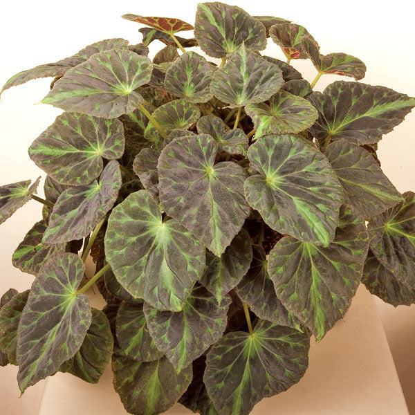 Barsaloux‘s Begonia (Begonia barsalouxiae)