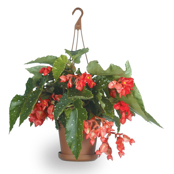 Begonia ‘Coral Chimes’ (Begonia fibrous hybrid)