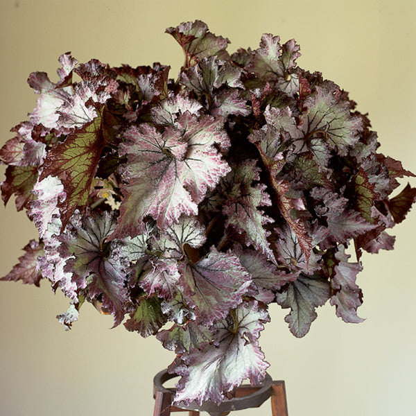 Begonia ‘Lalomie’ (Begonia rex hybrid)