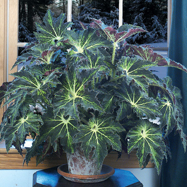 Begonia ‘Palomar Prince’ (Begonia rhizomatous hybrid)