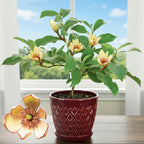 Banana Shrub Magnolia plant for sale