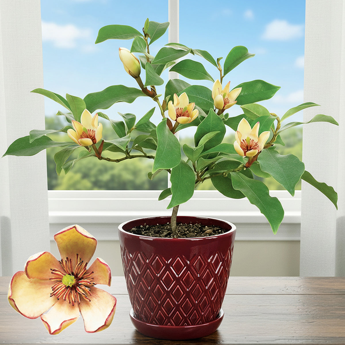 Banana Shrub Magnolia plant for sale
