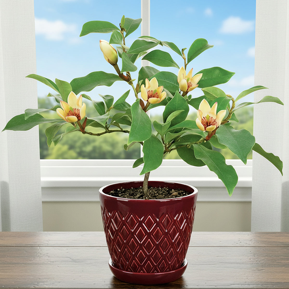 Banana Shrub magnolia plant for sale
