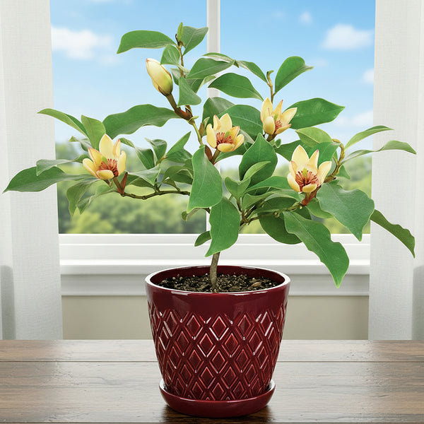 can you plant a magnolia in a pot Banana Shrub 4" Pot For Sale – Logee's Plants